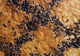 Jablkový koláč litý na plech