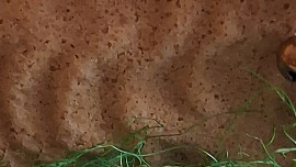 Piškotový beránek II