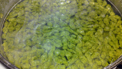 Špenátové halušky se slaninou a brynzou