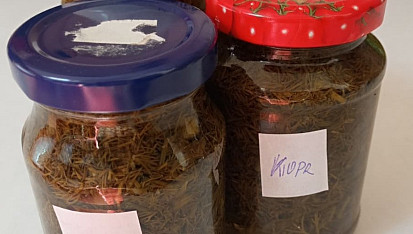 Kopr v sladkokyselém nálevu