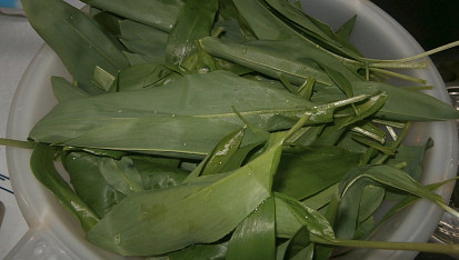 Pesto z medvědího česneku a vlašských ořechů