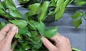 Libečkové pesto