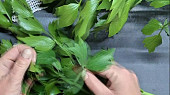 Libečkové pesto