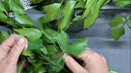 Libečkové pesto