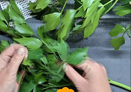 Libečkové pesto
