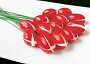 Rajčátkové tulipány