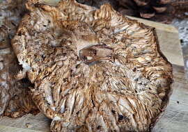 Bedly na kmíně z horkovzdušné fritézy