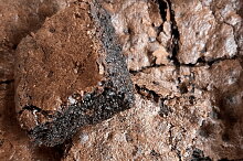 brownies