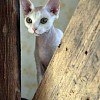 Sphynx