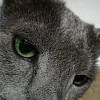 Ipika