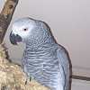 el.paja