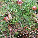 peparybar