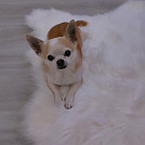 Milulu