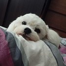 Martenka
