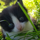 Silviee