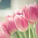 Januska92