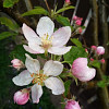 Pinky29