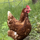 ZatoulanaSlepicka
