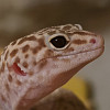 Kanecxyz