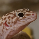 Kanecxyz