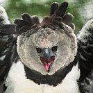 Harpia harpyja