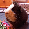 Pepina Prdi