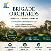 brigadeorchards