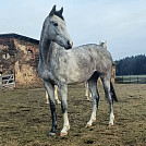 Inficek