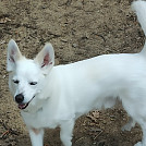 Meleska