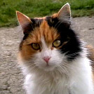 kajovajo