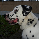 Lassie