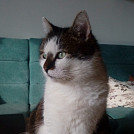 LuciKl.