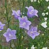 Campanula