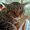 Joice