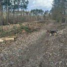 Kastl
