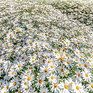 Karamela0