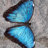 LenaLenulka