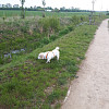 SarHoch