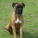 Riaslavka