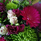 Pelargonie