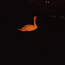 saraj