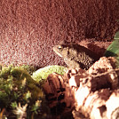 Kapara