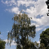 Sofiasek