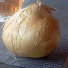 Kozli