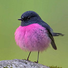 Petinka23