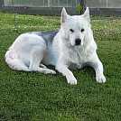 LubosAntonov