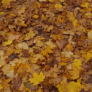 Kaackka