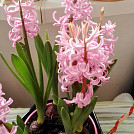 JanaJano