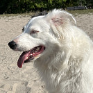 Kamousek