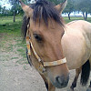 Milley